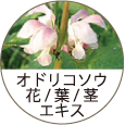 オドリコソウ花/葉/茎エキス